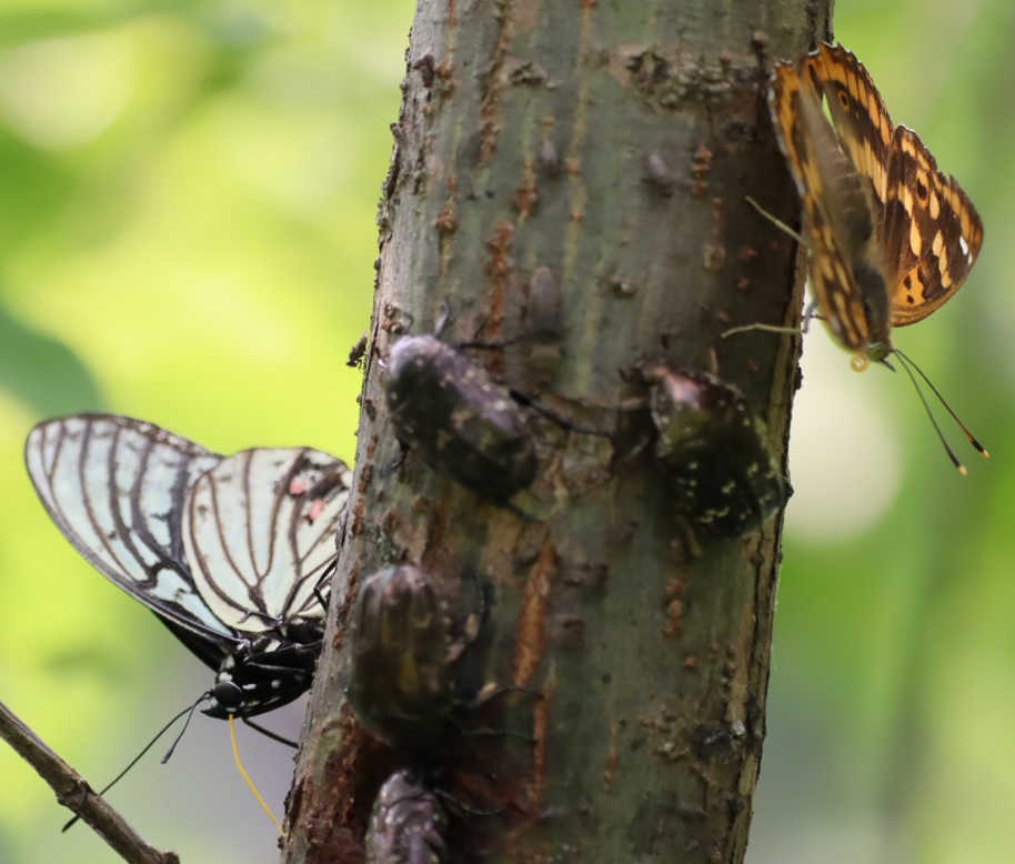 川縁のヤナギ_シラホシハナムグリ、コムラサキ、アカボシゴマダラ _2022年6月3日15時40分気温26度